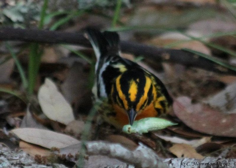 Magnolia Warbler.jpg